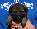 german shepherd puppy for sale