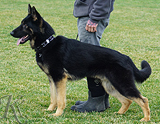 trained personal protection german shepherd dog for sale