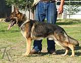 trained German Shepherd  dog for sale