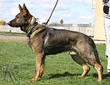 German Shepherd dog  Otto