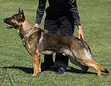 trained personal protection german shepherd dog for sale