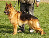 personal protection german shepherd dog for sale