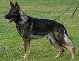 trained personal protection german shepherd dog for sale