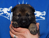 german shepherd puppy for sale