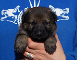 german shepherd puppy for sale