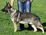 AKC registered trained personal protection german shepherd dog for sale