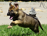 german shepherd puppy for sale