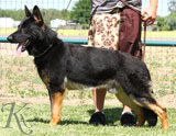 trained German Shepherd  dog for sale