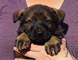 german shepherd puppy for sale