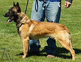 trained personal protection belgian malinois dog for sale