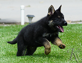 german shepherd puppy for sale