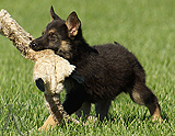 german shepherd puppy for sale