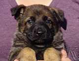 german shepherd puppy for sale