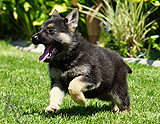 german shepherd puppy for sale