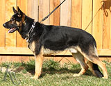 trained German Shepherd  dog for sale