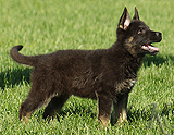 german shepherd puppy for sale