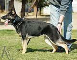 german shepherd dog