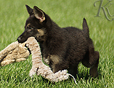 german shepherd puppy for sale