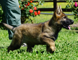 german shepherd puppy for sale