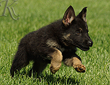 german shepherd puppy for sale