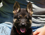 german shepherd puppies for sale