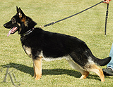 trained personal protection german shepherd dog for sale