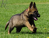 german shepherd puppy for sale