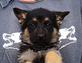 german shepherd puppy for sale