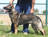 trained German Shepherd  dog for sale