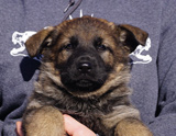 german shepherd puppy for sale