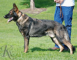 german shepherd Heiro