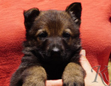 german shepherd puppy for sale