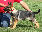 german shepherd puppies for sale