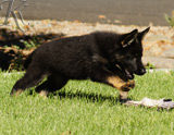 german shepherd puppy for sale