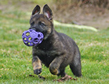 german shepherd puppy for sale