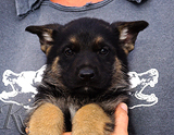 german shepherd puppy for sale