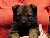 german shepherd puppy for sale