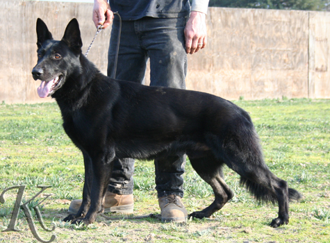 german shepherd  dog  Henk