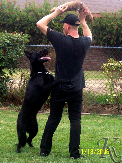 german shepherd playing