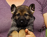 german shepherd puppy for sale