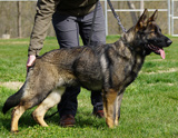 trained personal protection german shepherd dog for sale