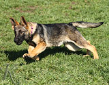 german shepherd puppies for sale