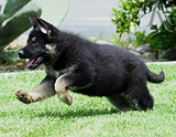 german shepherd puppy for sale