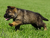 german shepherd puppy for sale