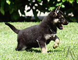 german shepherd puppy for sale