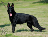 German Shepherd female Hettie