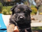 german shepherd puppy for sale