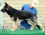 German Shepherd female Hoheit von der Heidenschanze