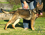 german shepherd puppies for sale