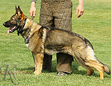 trained personal protection german shepherd dog for sale